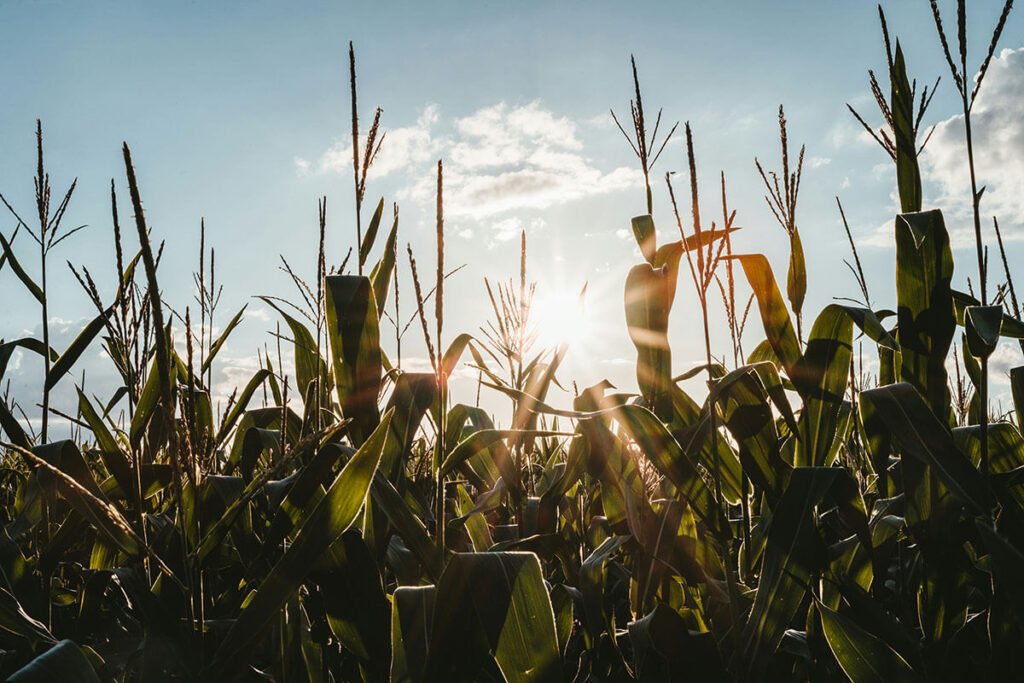 Field of crops.