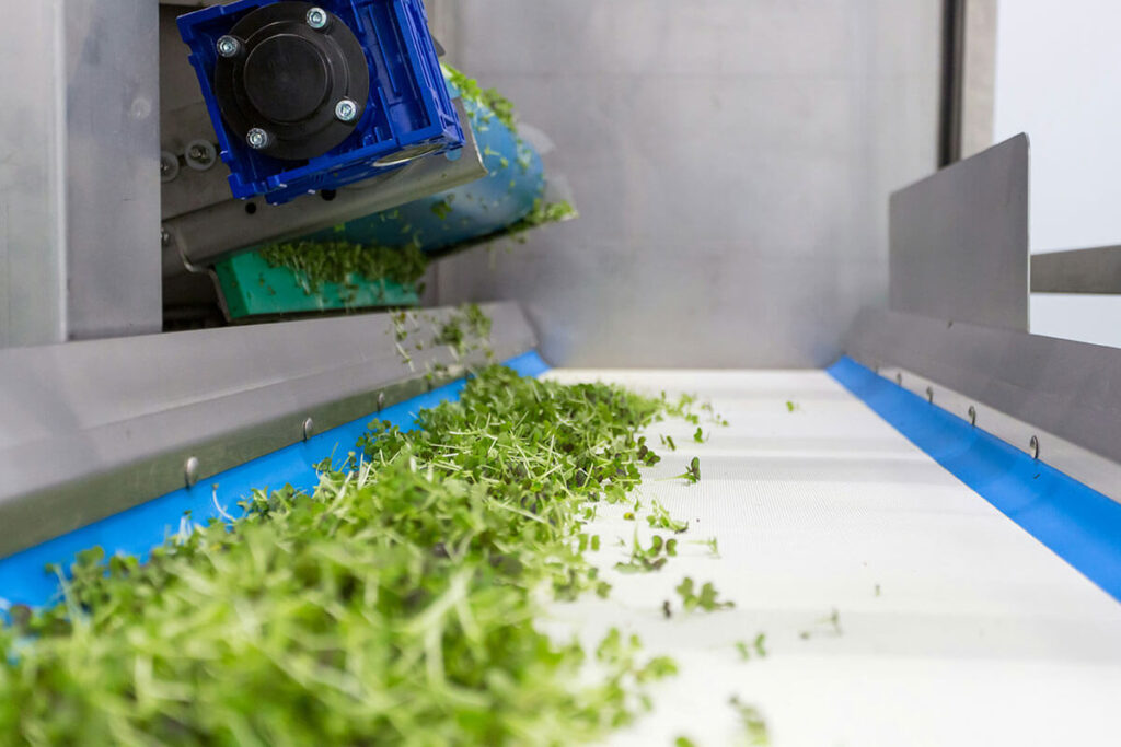 Machine cutting vegetables onto assembly line.